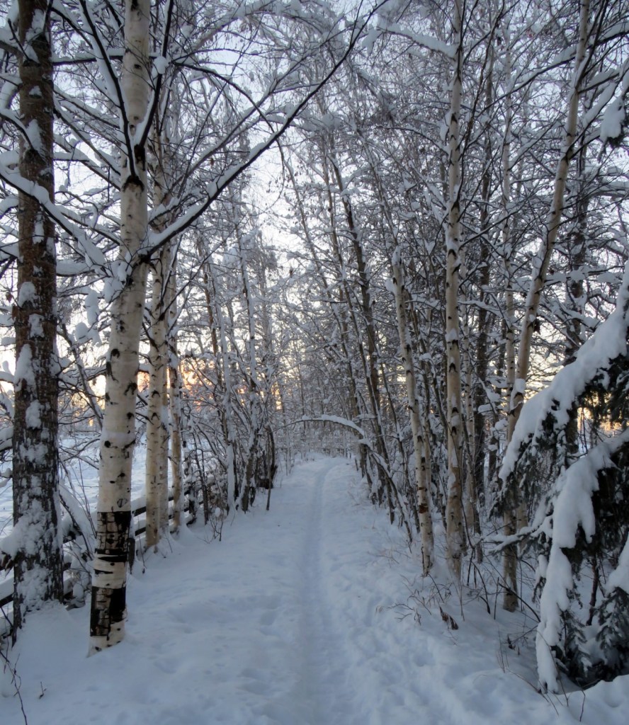 Sunset over a snow covered path in the woods.
