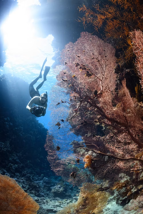 Home to kaleidoscopic-colored coral reefs and an abundance of diverse marine life.