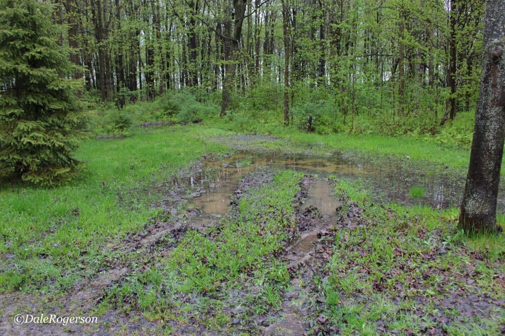 Muddy tracks in forest.